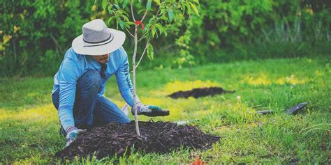 tree planting non profit organizations|13 Impressive Tree Planting Organizations to Follow .